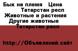 Бык на племя › Цена ­ 80 000 - Татарстан респ. Животные и растения » Другие животные   . Татарстан респ.